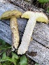  ( - MO558907)  @11 [ ] CreativeCommons - Attribution Share-Alike (2024) Unspecified Arizona Mushroom Society