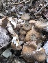  (Armillaria sp. MD24 - MO514819)  @11 [ ] CreativeCommons - Attribution Share-Alike (2023) Unspecified Arizona Mushroom Society