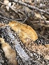  (Trametes trogii - MO514746)  @11 [ ] CreativeCommons - Attribution Share-Alike (2023) Unspecified Arizona Mushroom Society