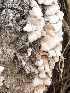  ( - MO514745)  @11 [ ] CreativeCommons - Attribution Share-Alike (2023) Unspecified Arizona Mushroom Society