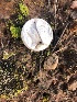  (Lycoperdon cf. marginatum - MO515873)  @11 [ ] CreativeCommons - Attribution Share-Alike (2023) Unspecified Arizona Mushroom Society