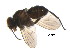 ( - BIOUG04584-F05)  @12 [ ] CreativeCommons - Attribution (2013) CBG Photography Group Centre for Biodiversity Genomics