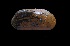  (Bathymodiolus septemdierum - I13_69)  @11 [ ] Copyright (2016) Dr. Terue Cristina Kihara DZMB Senckenberg am Meer