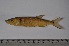  (Acestrorhynchus falcatus - LBPN-11547)  @13 [ ] Unspecified (default): All Rights Reserved (2014) Camila S. Souza Universidade Estadual Paulista, Lab de Biologia e Genetica de Peixes