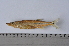  ( - LBPN-37423)  @13 [ ] Unspecified (default): All Rights Reserved (2014) Camila S. Souza Universidade Estadual Paulista, Lab de Biologia e Genetica de Peixes