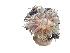  (Lebrunia neglecta - LBN_CNI4701)  @11 [ ] Unspecified (default): All Rights Reserved (2024) Invemar Invemar-BEM