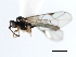  (Pantisarthrus jft01 - 06-PROBE-1576)  @12 [ ] CreativeCommons - Attribution (2010) Unspecified Centre for Biodiversity Genomics