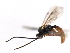  (Erromenus sp. MAS BIN161 - 06-PROBE-3244)  @11 [ ] CreativeCommons - Attribution (2010) Unspecified Centre for Biodiversity Genomics