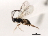  (Stenomacrus jft24 - 06-PROBE-3471)  @14 [ ] CreativeCommons - Attribution (2010) Unspecified Centre for Biodiversity Genomics