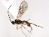  (Pantisarthrus jft03 - 06-PROBE-3477)  @13 [ ] CreativeCommons - Attribution (2010) Unspecified Centre for Biodiversity Genomics