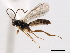  (Stenomacrus jft15 - 06-PROBE-3490)  @14 [ ] CreativeCommons - Attribution (2010) Unspecified Centre for Biodiversity Genomics
