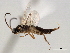  (Stenomacrus jft17 - 06-PROBE-3531)  @13 [ ] CreativeCommons - Attribution (2010) Unspecified Centre for Biodiversity Genomics