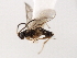  (Stenomacrus jft20 - 06-PROBE-3565)  @13 [ ] CreativeCommons - Attribution (2010) Unspecified Centre for Biodiversity Genomics