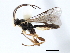  (Orthocentrus jft07 - 06-PROBE-3606)  @14 [ ] CreativeCommons - Attribution (2010) Unspecified Centre for Biodiversity Genomics