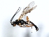  ( - 06-PROBE-3680)  @13 [ ] CreativeCommons - Attribution (2010) Unspecified Centre for Biodiversity Genomics