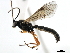  (Scambus pterophori - 06-PROBE-3684)  @14 [ ] CreativeCommons - Attribution (2010) Unspecified Centre for Biodiversity Genomics