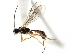  (Megastylus jft01 - 06-PROBE-3759)  @14 [ ] CreativeCommons - Attribution (2010) Unspecified Centre for Biodiversity Genomics