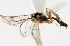  (Aperileptus jft05 - 06-PROBE-3956)  @13 [ ] CreativeCommons - Attribution (2010) Unspecified Centre for Biodiversity Genomics