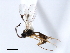  ( - 06-PROBE-3619)  @13 [ ] CreativeCommons - Attribution (2009) Unspecified Centre for Biodiversity Genomics