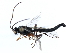  (Aperileptus jft04 - 07PROBE-20485)  @13 [ ] CreativeCommons - Attribution (2009) Unspecified Centre for Biodiversity Genomics