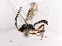  (Gnathochorisis crassulus - 07PROBE-20516)  @14 [ ] CreativeCommons - Attribution (2009) Unspecified Centre for Biodiversity Genomics