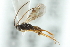  ( - 06-PROBE-1483)  @13 [ ] CreativeCommons - Attribution (2010) CBG Photography Group Centre for Biodiversity Genomics