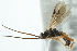  ( - 06-PROBE-1500)  @12 [ ] CreativeCommons - Attribution (2010) CBG Photography Group Centre for Biodiversity Genomics