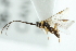  ( - 06-PROBE-1534)  @14 [ ] CreativeCommons - Attribution (2010) CBG Photography Group Centre for Biodiversity Genomics