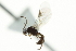  ( - 06-PROBE-3968)  @13 [ ] CreativeCommons - Attribution (2010) CBG Photography Group Centre for Biodiversity Genomics