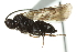  (Microgaster jft04 - 07PROBE-20743)  @13 [ ] CreativeCommons - Attribution (2010) CBG Photography Group Centre for Biodiversity Genomics