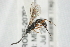  ( - 07PROBE-20703)  @12 [ ] CreativeCommons - Attribution (2009) Unspecified Centre for Biodiversity Genomics
