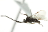  ( - 07PROBE-20797)  @12 [ ] CreativeCommons - Attribution (2010) CBG Photography Group Centre for Biodiversity Genomics
