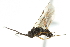  ( - 07PROBE-20800)  @13 [ ] CreativeCommons - Attribution (2010) CBG Photography Group Centre for Biodiversity Genomics