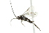  ( - 07PROBE-20817)  @13 [ ] CreativeCommons - Attribution (2010) CBG Photography Group Centre for Biodiversity Genomics