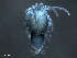  ( - BIOUG25721-A02)  @13 [ ] CreativeCommons - Attribution (2015) CBG Photography Group Centre for Biodiversity Genomics