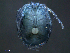  ( - BIOUG25721-A05)  @13 [ ] CreativeCommons - Attribution (2015) CBG Photography Group Centre for Biodiversity Genomics