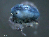 ( - BIOUG25721-A07)  @12 [ ] CreativeCommons - Attribution (2015) CBG Photography Group Centre for Biodiversity Genomics