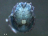  ( - BIOUG25721-A07)  @12 [ ] CreativeCommons - Attribution (2015) CBG Photography Group Centre for Biodiversity Genomics