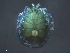  ( - BIOUG25721-D07)  @13 [ ] CreativeCommons - Attribution (2015) CBG Photography Group Centre for Biodiversity Genomics
