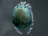  ( - BIOUG25721-D09)  @12 [ ] CreativeCommons - Attribution (2015) CBG Photography Group Centre for Biodiversity Genomics