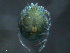  ( - BIOUG25721-D09)  @12 [ ] CreativeCommons - Attribution (2015) CBG Photography Group Centre for Biodiversity Genomics