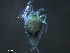  ( - BIOUG25721-D10)  @12 [ ] CreativeCommons - Attribution (2015) CBG Photography Group Centre for Biodiversity Genomics