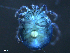  ( - BIOUG25721-G02)  @13 [ ] CreativeCommons - Attribution (2015) CBG Photography Group Centre for Biodiversity Genomics
