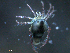  ( - BIOUG25721-G10)  @13 [ ] CreativeCommons - Attribution (2015) CBG Photography Group Centre for Biodiversity Genomics