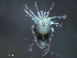 ( - BIOUG25721-G10)  @13 [ ] CreativeCommons - Attribution (2015) CBG Photography Group Centre for Biodiversity Genomics