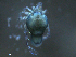  ( - BIOUG25721-G11)  @12 [ ] CreativeCommons - Attribution (2015) CBG Photography Group Centre for Biodiversity Genomics