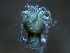  ( - BIOUG25721-G11)  @12 [ ] CreativeCommons - Attribution (2015) CBG Photography Group Centre for Biodiversity Genomics