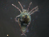  ( - BIOUG25923-E06)  @12 [ ] CreativeCommons - Attribution (2016) CBG Photography Group Centre for Biodiversity Genomics