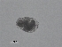  (Brachionus cf. plicatilismx - BIOUG27974-A04)  @11 [ ] CreativeCommons - Attribution (2016) Manuel Elias-Gutierrez Unspecified