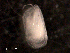  (Halocyprida - BIOUG30476-B12)  @11 [ ] CreativeCommons - Attribution (2016) Manuel Elias-Gutierrez El Colegio de la Frontera Sur, Unidad Chetumal